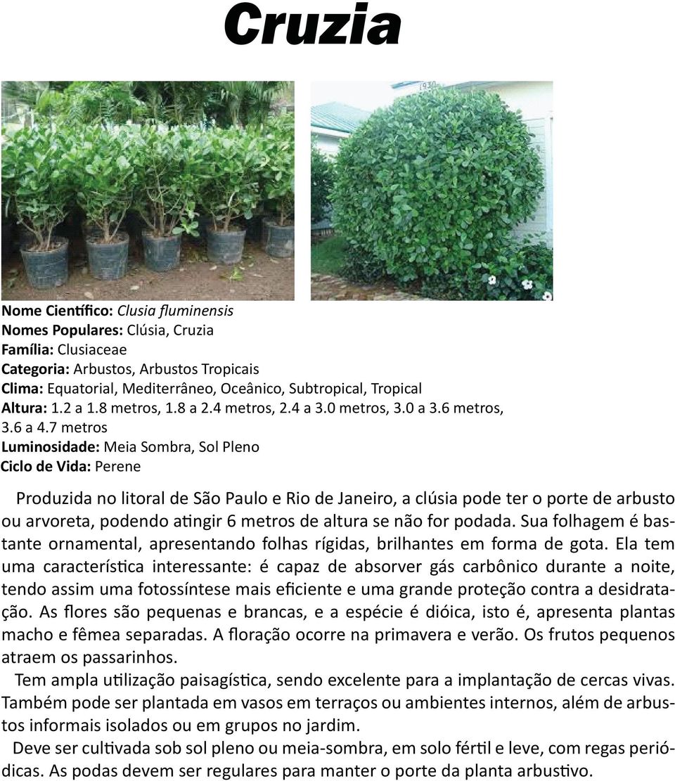 7 metros Produzida no litoral de São Paulo e Rio de Janeiro, a clúsia pode ter o porte de arbusto ou arvoreta, podendo atingir 6 metros de altura se não for podada.