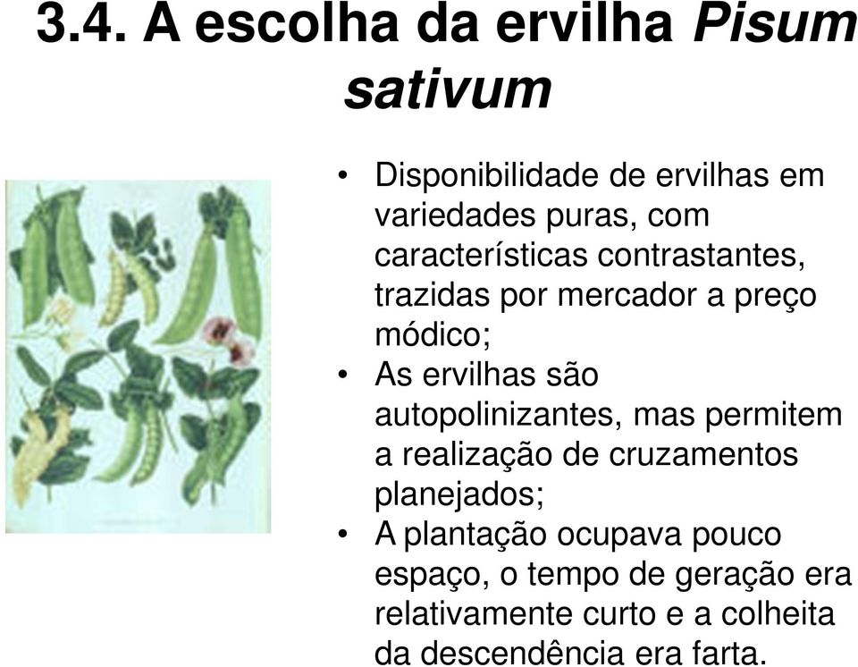 autopolinizantes, mas permitem a realização de cruzamentos planejados; A plantação ocupava