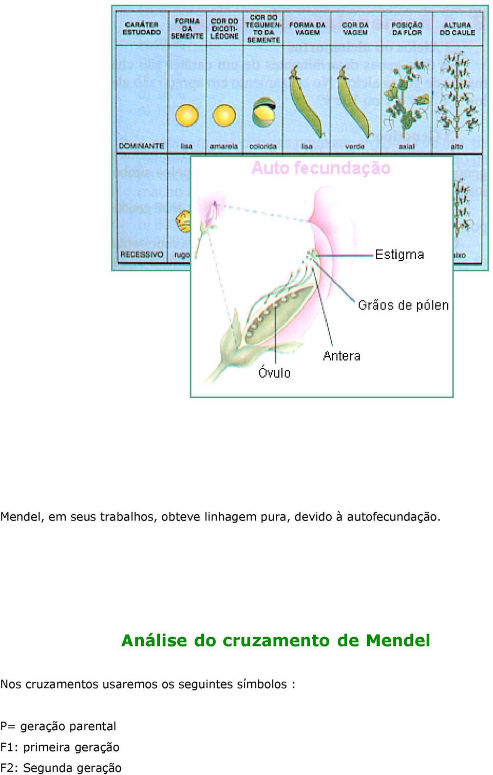 Análise do cruzamento de Mendel Nos cruzamentos