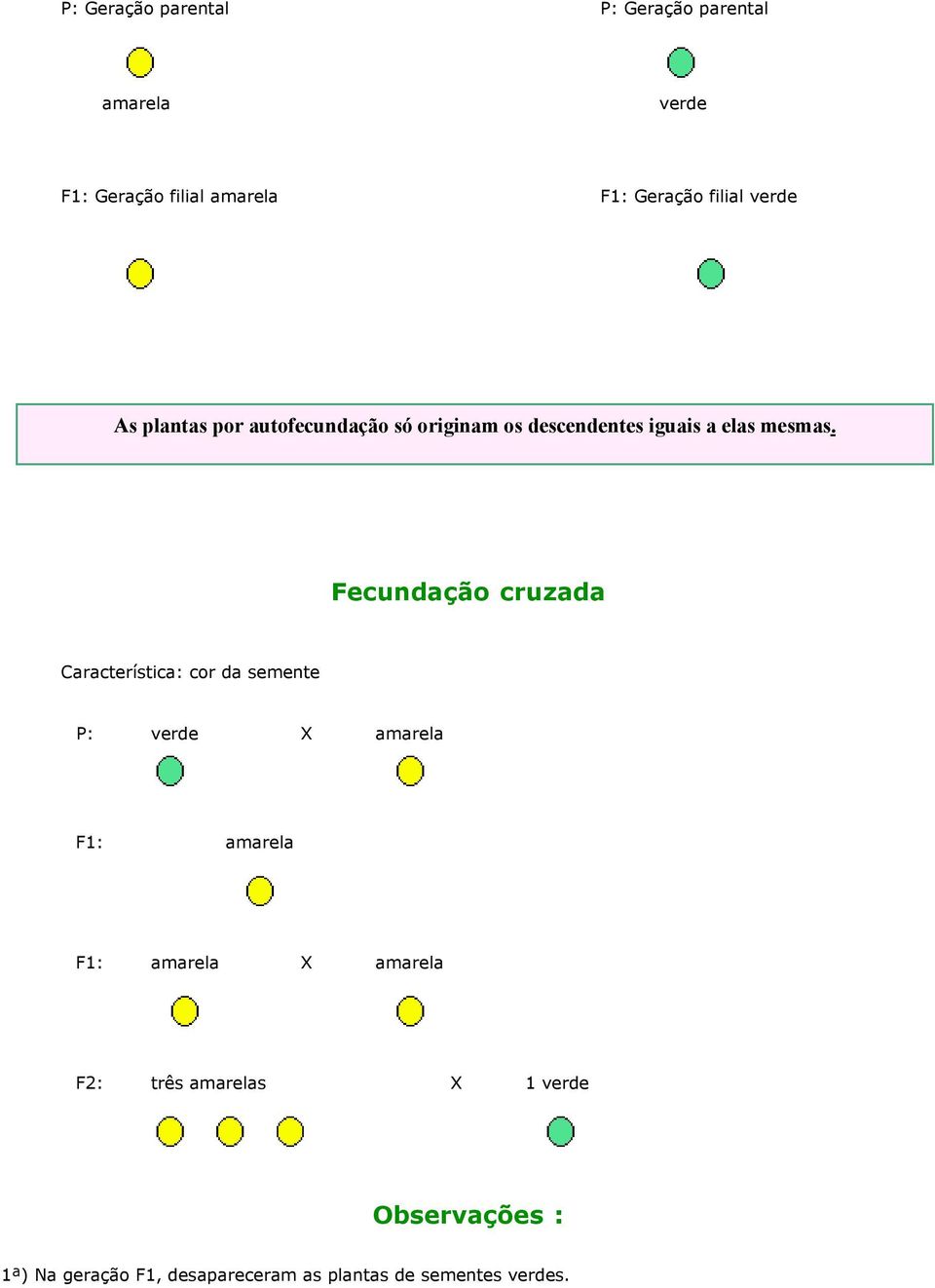 Fecundação cruzada Característica: cor da semente P: verde X amarela F1: amarela F1: amarela X