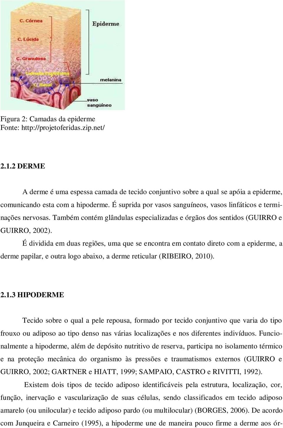 É dividida em duas regiões, uma que se encontra em contato direto com a epiderme, a derme papilar, e outra logo abaixo, a derme reticular (RIBEIRO, 2010
