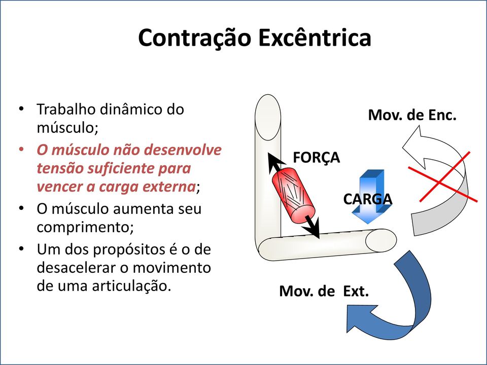 músculo aumenta seu comprimento; Um dos propósitos é o de