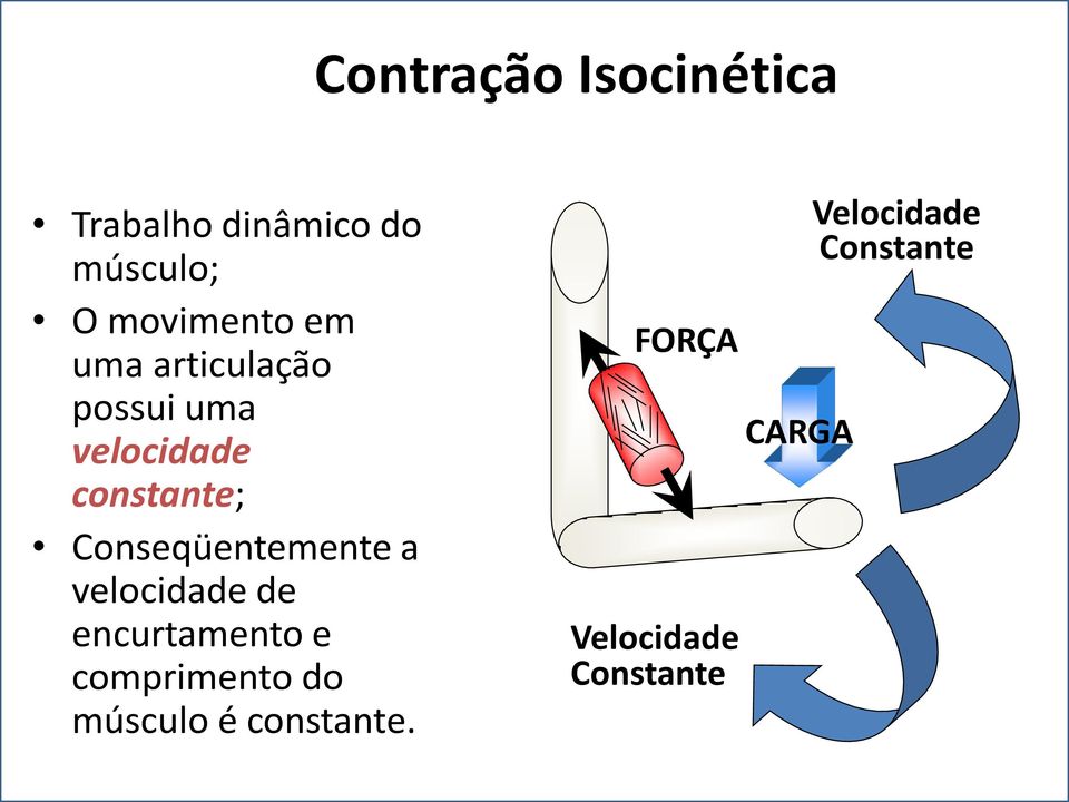 Conseqüentemente a velocidade de encurtamento e comprimento do