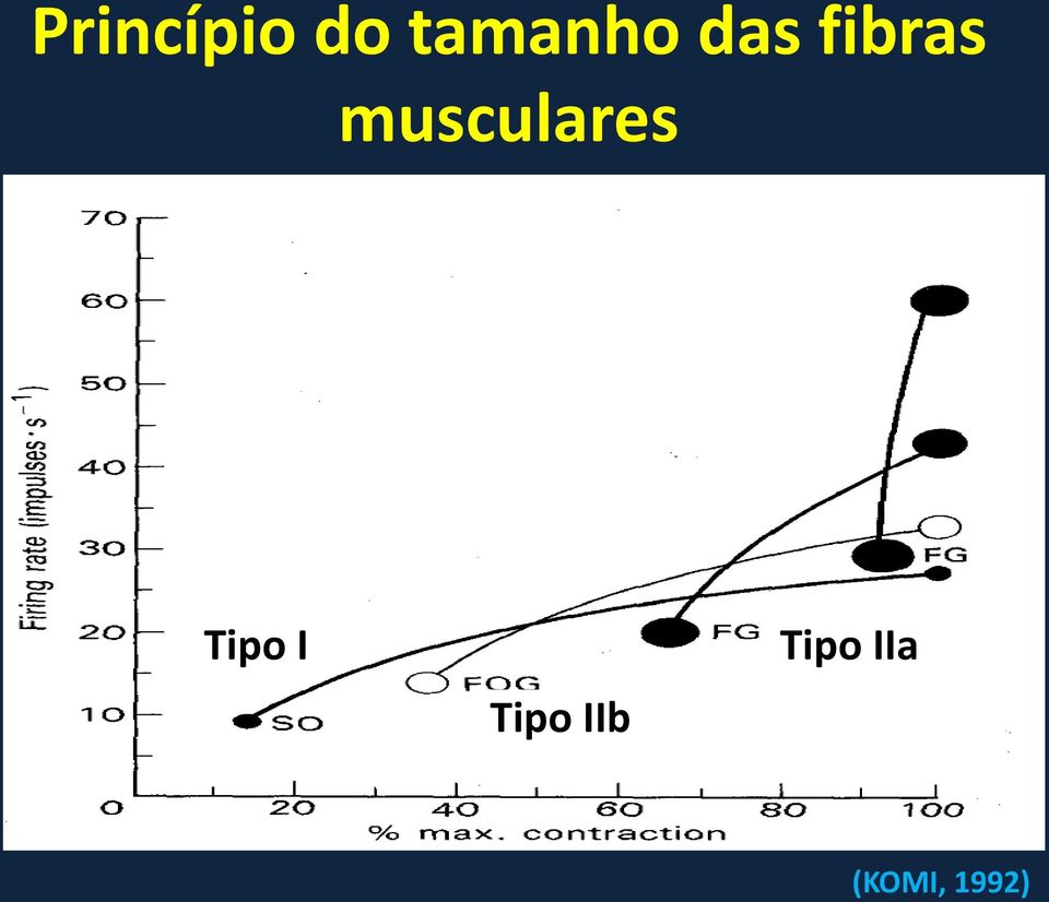 musculares Tipo I