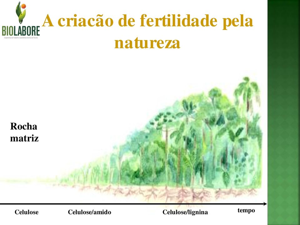 matriz Celulose