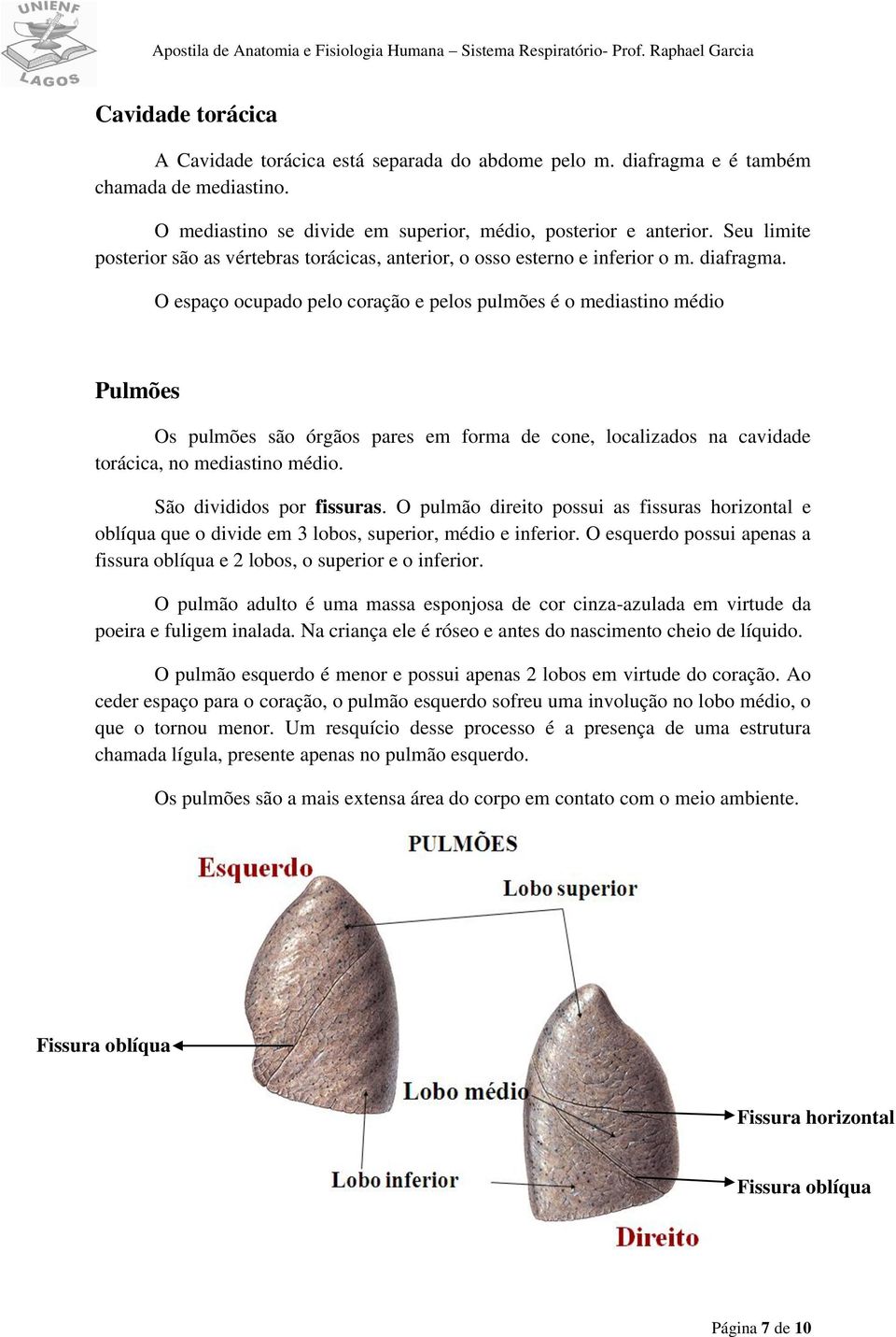 O espaço ocupado pelo coração e pelos pulmões é o mediastino médio Pulmões Os pulmões são órgãos pares em forma de cone, localizados na cavidade torácica, no mediastino médio.