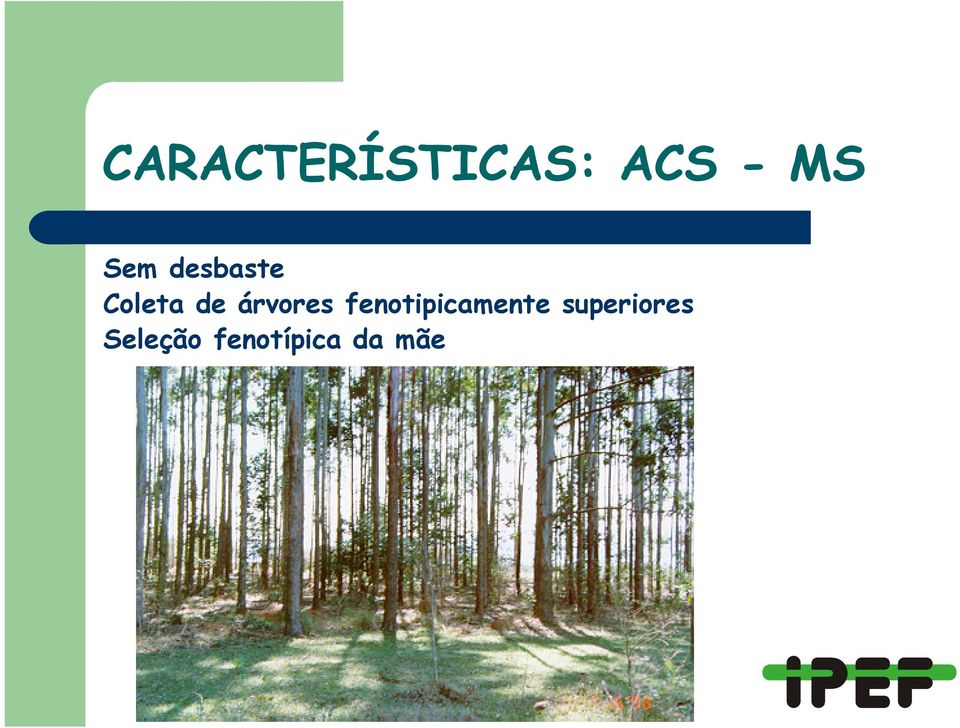 árvores fenotipicamente