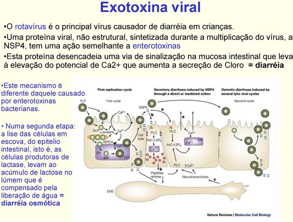 via de sinalização na mucosa intestinal que leva à elevação do potencial de Ca2+ que aumenta a secreção de Cloro = diarréia Este mecanismo é diferente daquele