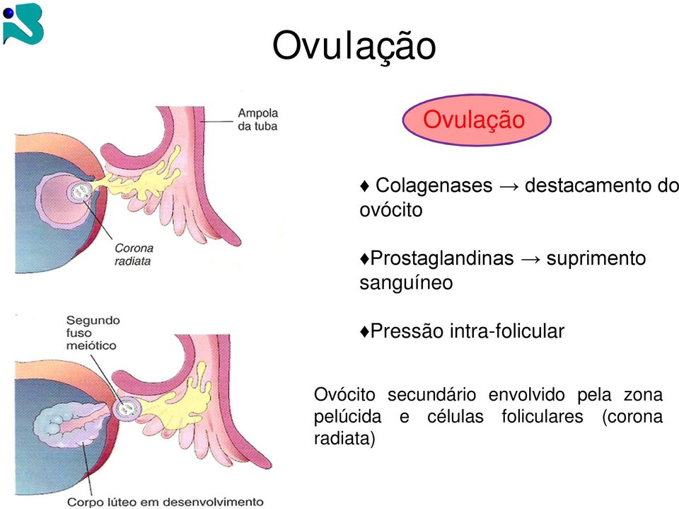 Pressão intra-folicular Ovócito secundário