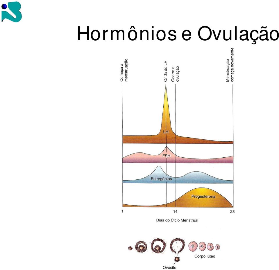 Ovulação