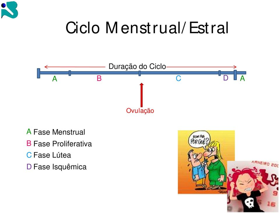 Fase Menstrual B Fase