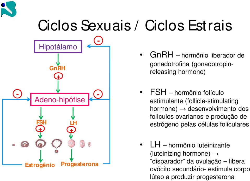 desenvolvimento dos folículos ovarianos e produção de estrógeno pelas células foliculares Estrogênio Progesterona LH