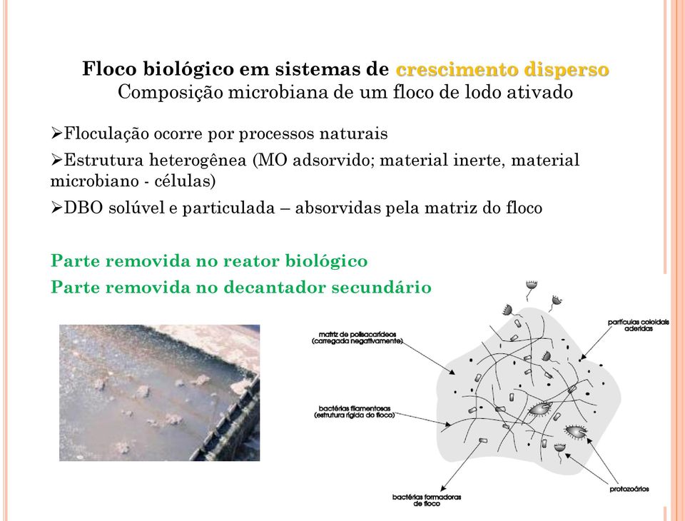 adsorvido; material inerte, material microbiano - células) DBO solúvel e particulada