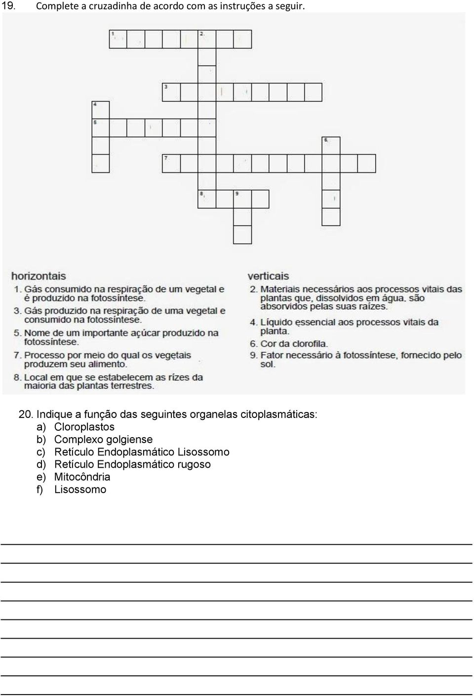 Cloroplastos b) Complexo golgiense c) Retículo Endoplasmático