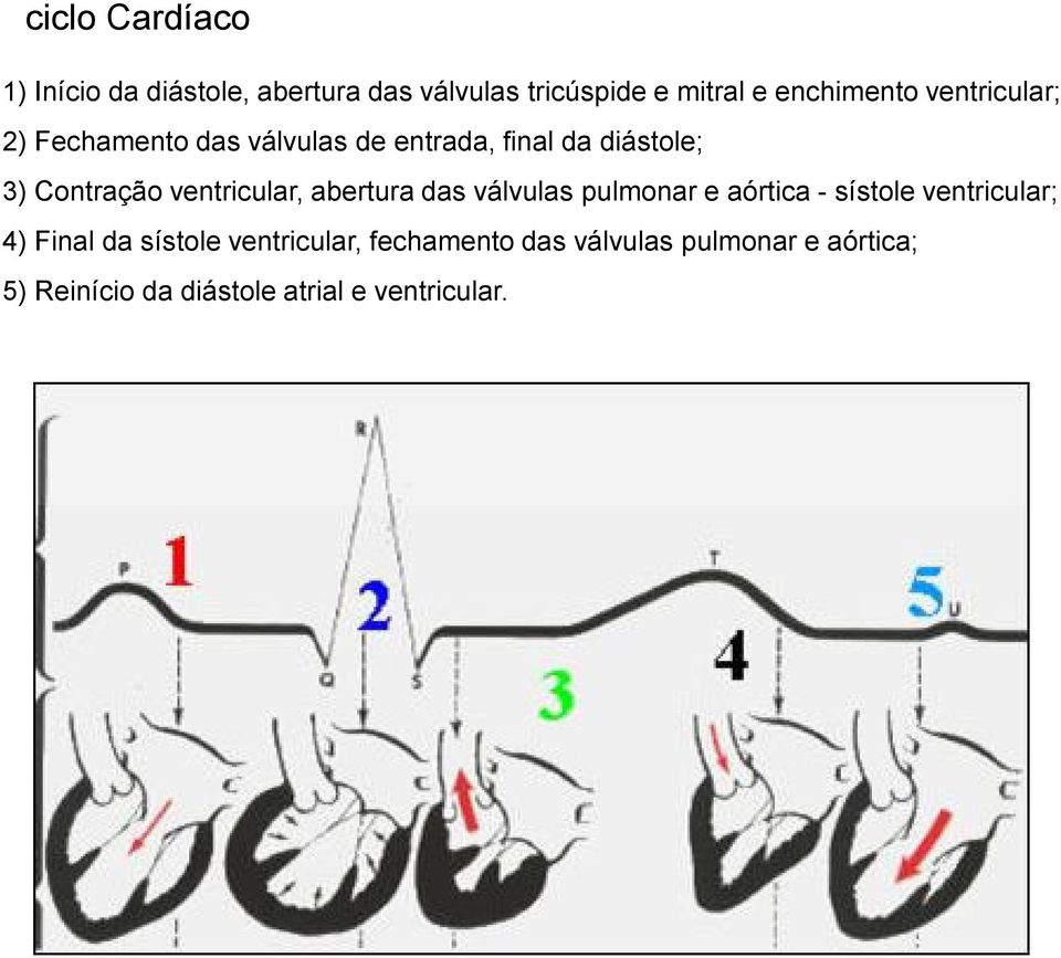 ventricular, abertura das válvulas pulmonar e aórtica - sístole ventricular; 4) Final da