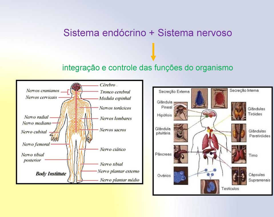 integração e