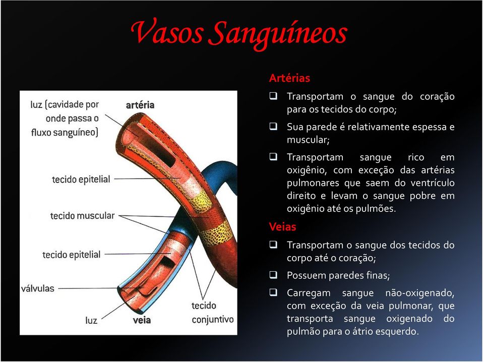 sangue pobre em oxigênio até os pulmões.