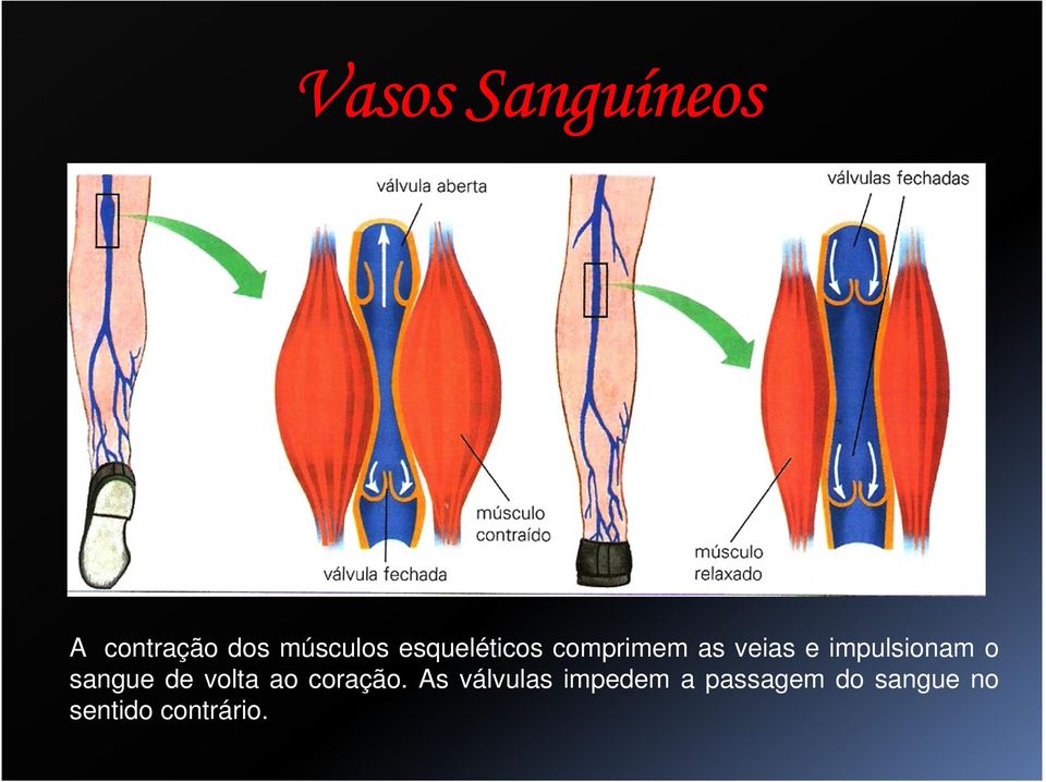 impulsionam o sangue de volta ao coração.