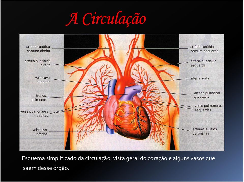 circulação, vista geral do