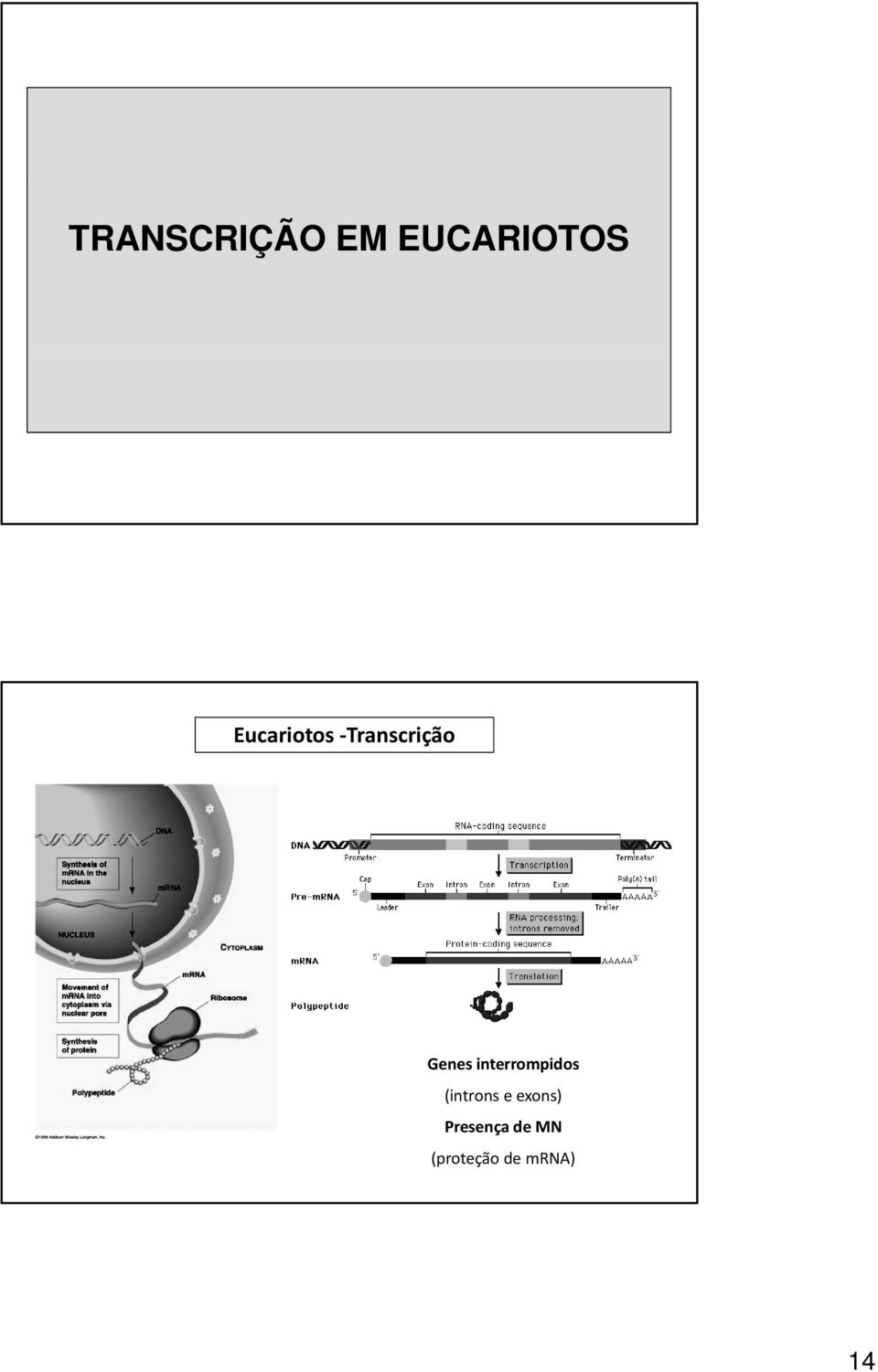 interrompidos (introns e