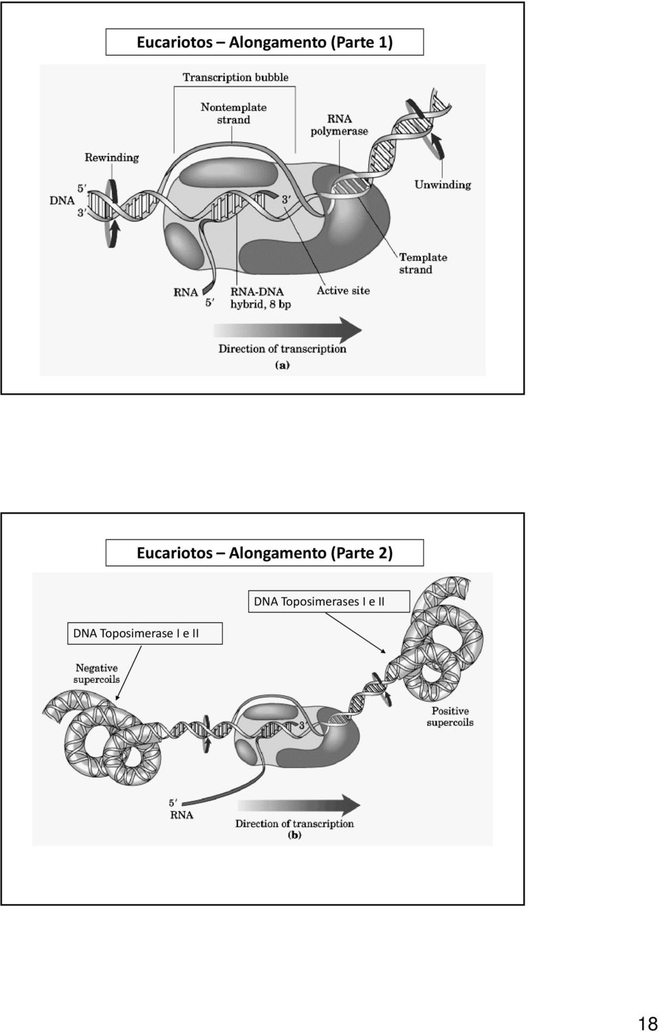 II DNA Toposimerases I e II