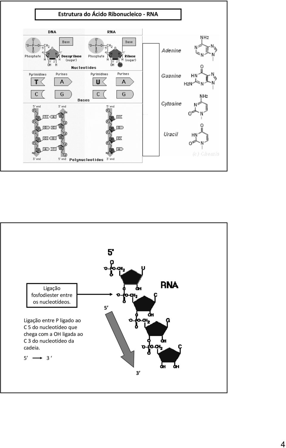 5 Ligação entre P ligado ao C 5 do nucleotídeo