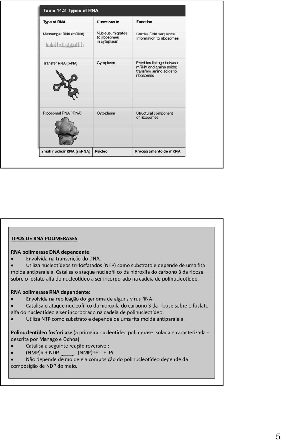 Catalisa o ataque nucleofílico da hidroxila do carbono 3 da ribose sobre o fosfato alfa do nucleotídeo a ser incorporado na cadeia de polinucleotídeo.