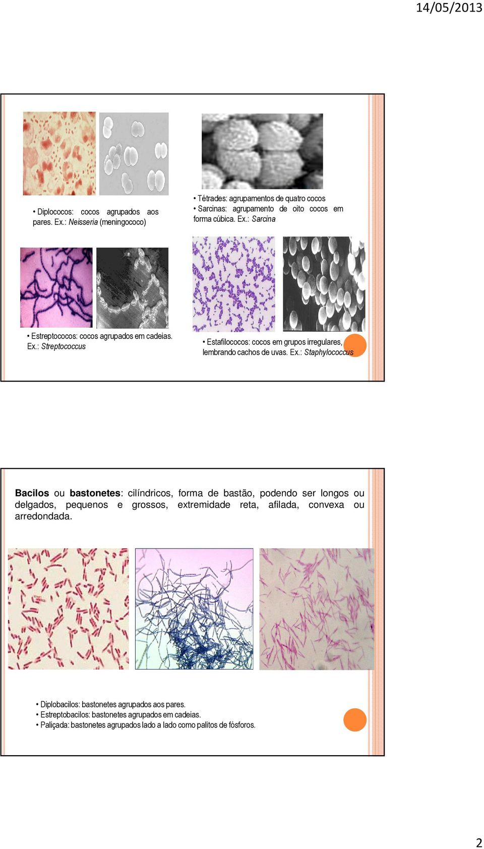 : Streptococcus Estafilococos: cocos em grupos irregulares, lembrando cachos de uvas. Ex.