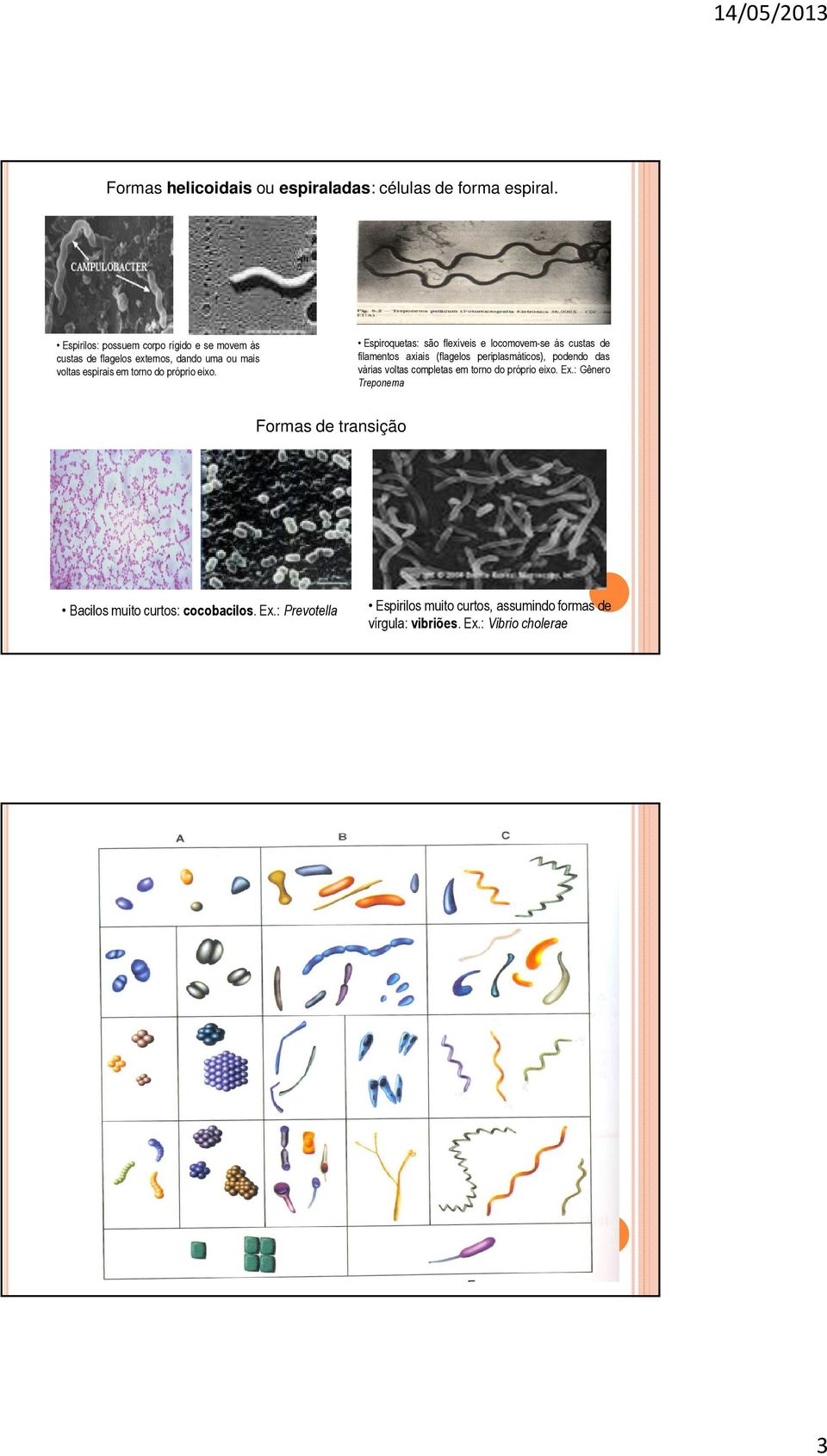 Espiroquetas: são flexíveis e locomovem-se às custas de filamentos axiais (flagelos periplasmáticos), podendo das várias voltas