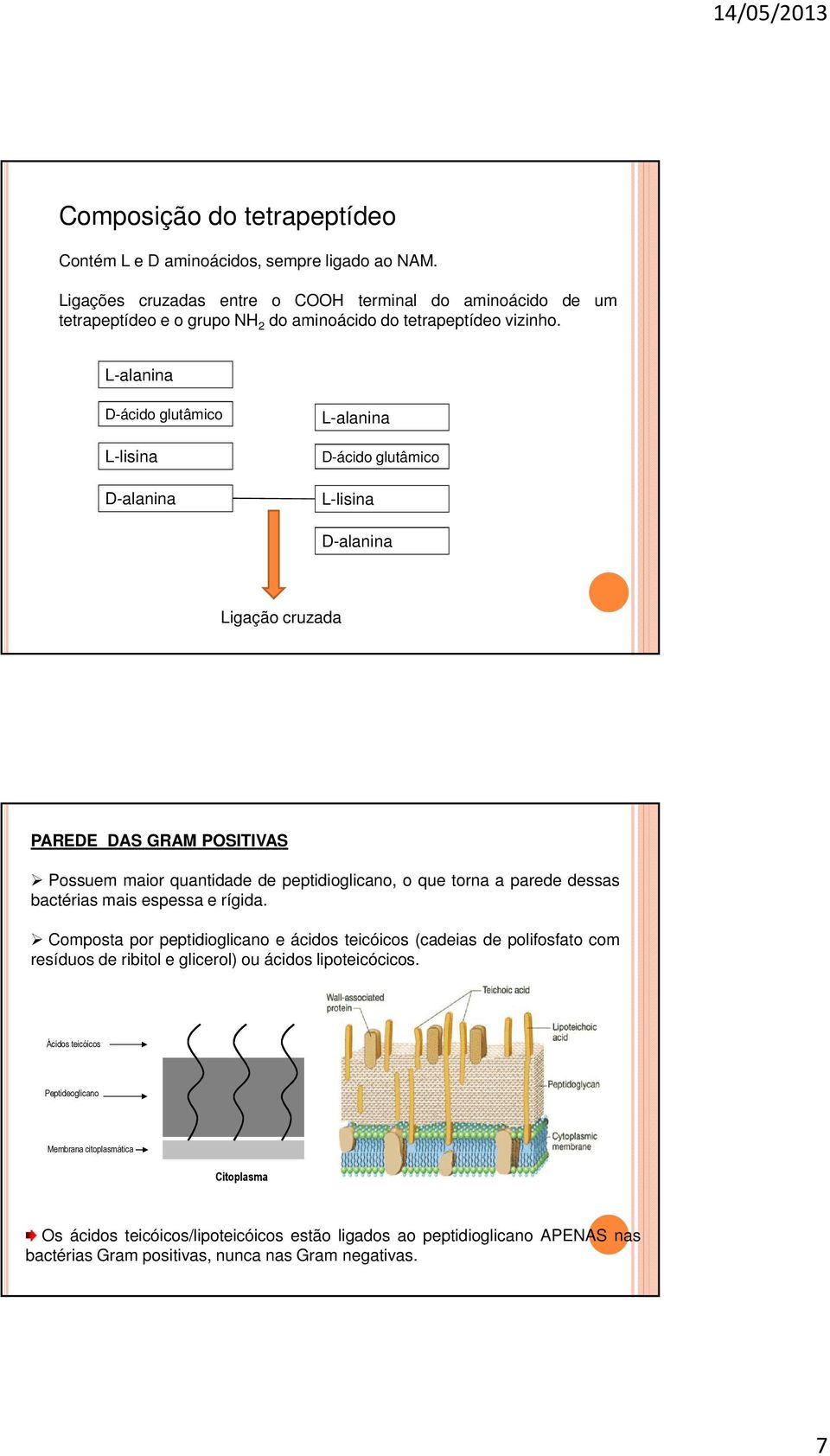 L-alanina D-ácido glutâmico L-lisina D-alanina L-alanina D-ácido glutâmico L-lisina D-alanina Ligação cruzada PAREDE DAS GRAM POSITIVAS Possuem maior quantidade de peptidioglicano, o que torna a