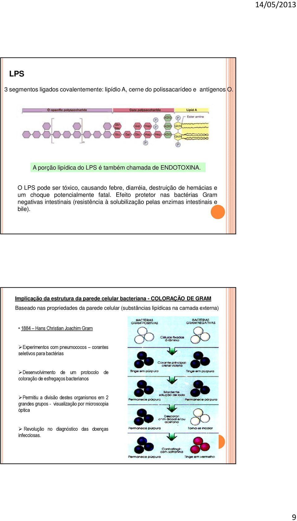 Efeito protetor nas bactérias Gram negativas intestinais (resistência à solubilização pelas enzimas intestinais e bile).