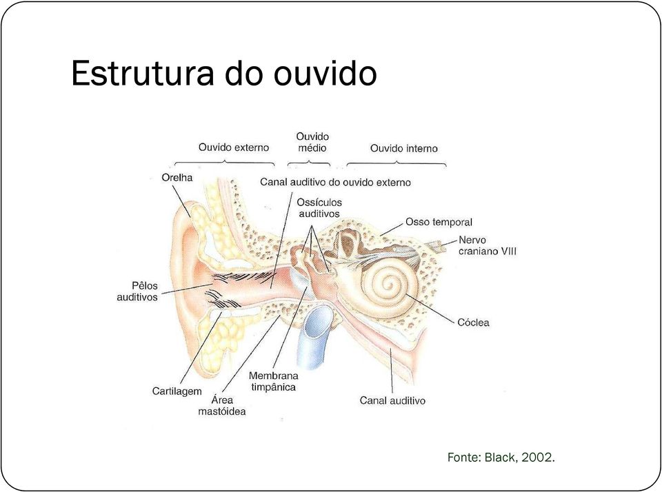 Fonte: