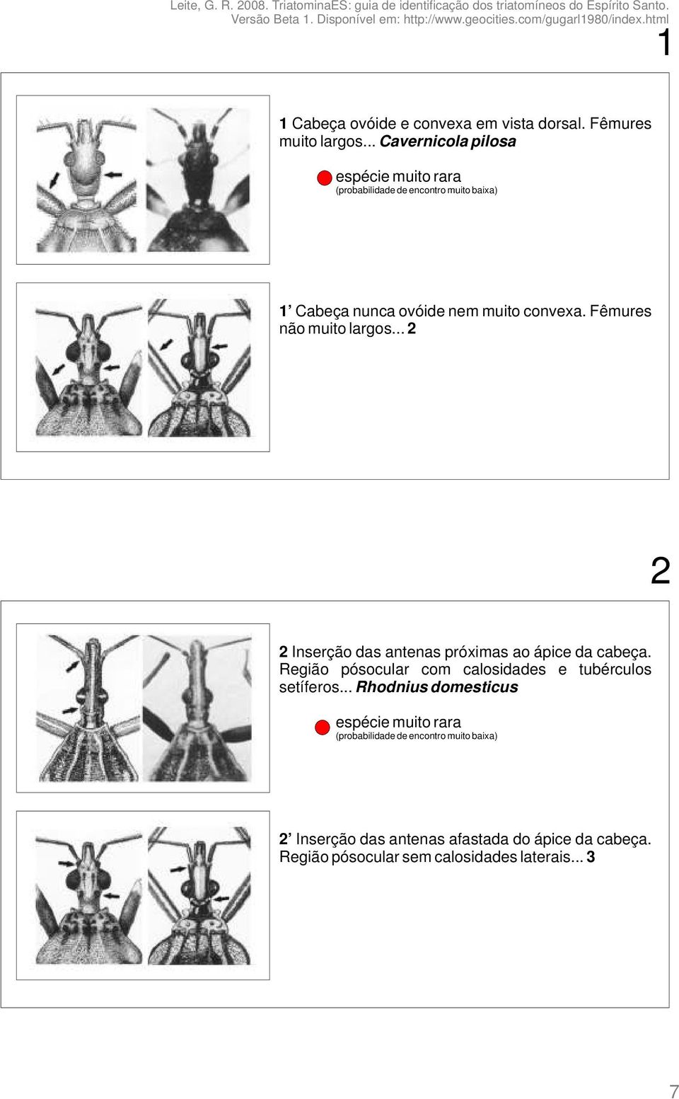 Fêmures não muito largos... 2 2 2 Inserção das antenas próximas ao ápice da cabeça.