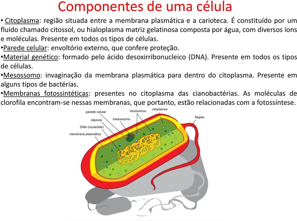 Parede celular: envoltório externo, que confere proteção. Material genético: formado pelo ácido desoxirribonucleico (DNA). Presente em todos os tipos de células.