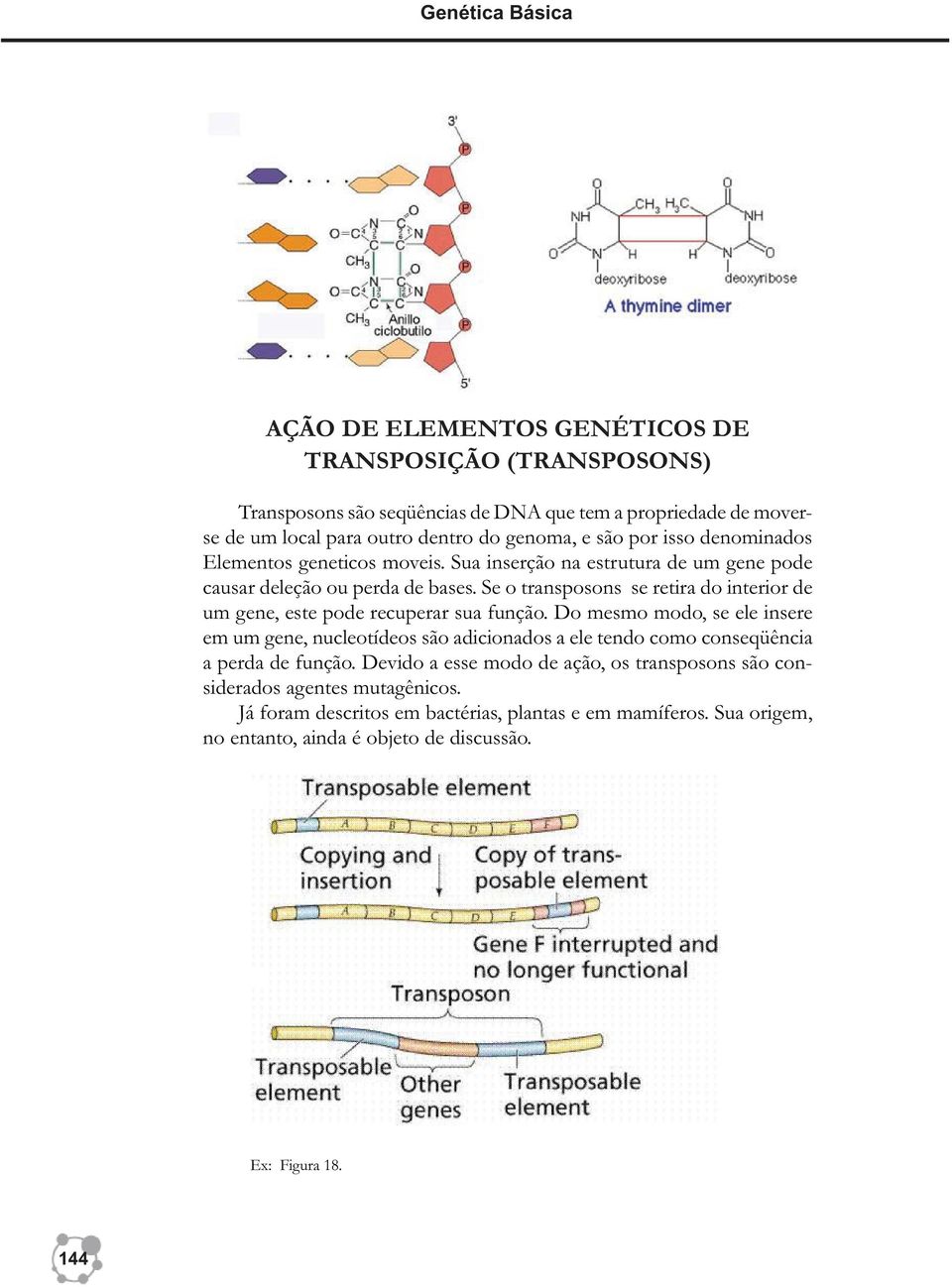 Se o transposons se retira do interior de um gene, este pode recuperar sua função.