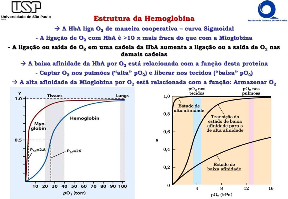 demais cadeias A baixa afinidade da HbA por O 2 está relacionada com a função desta proteína - Captar O 2 nos pulmões (