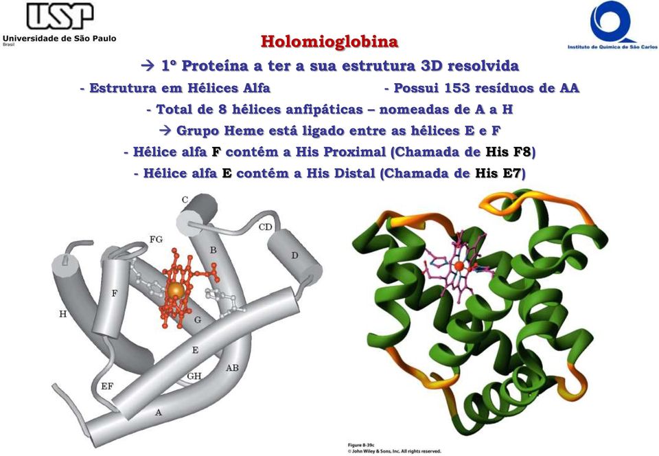 nomeadas de A a H Grupo Heme está ligado entre as hélices E e F - Hélice alfa F