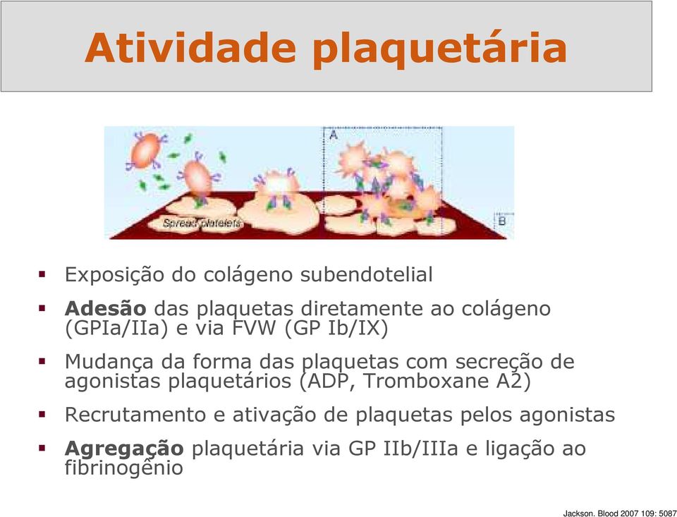 agonistas plaquetários (ADP, Tromboxane A2) Recrutamento e ativação de plaquetas pelos