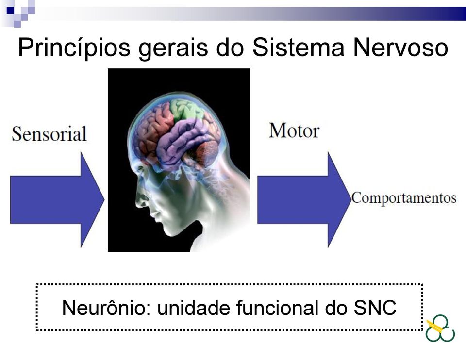Nervoso Neurônio: