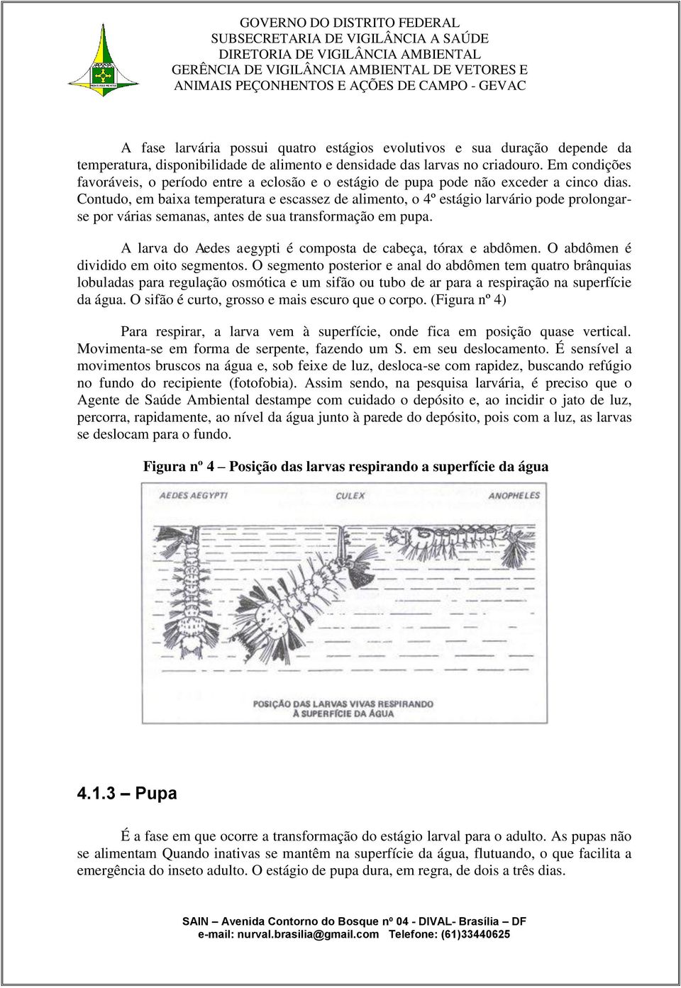 Contudo, em baixa temperatura e escassez de alimento, o 4º estágio larvário pode prolongarse por várias semanas, antes de sua transformação em pupa.