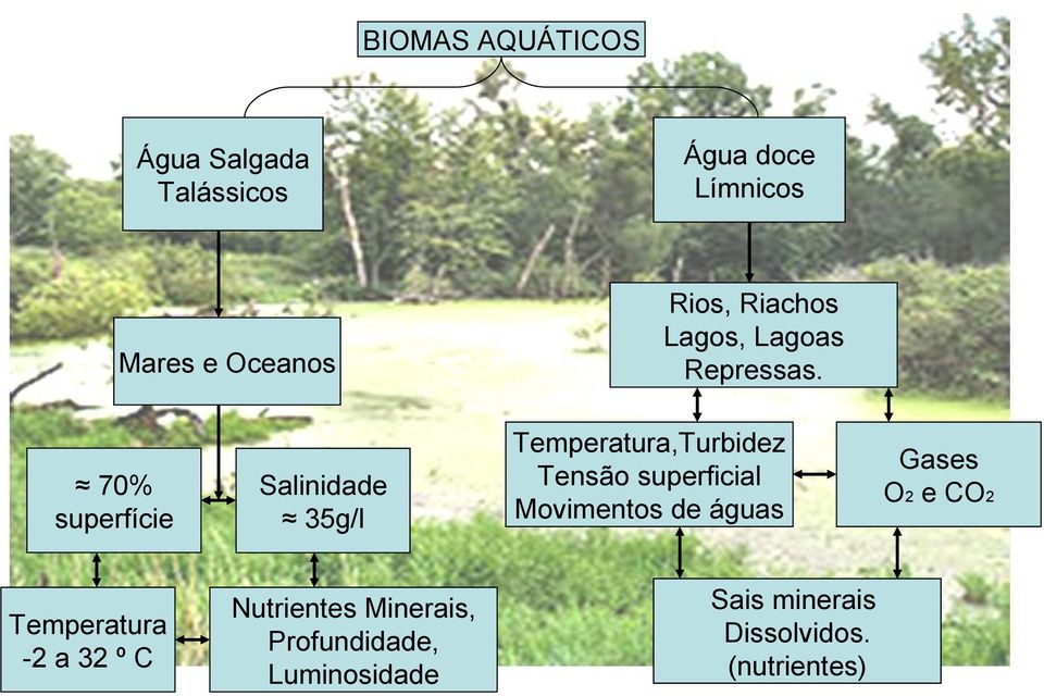 70% superfície Temperatura -2 a 32 º C Salinidade 35g/l Nutrientes Minerais,