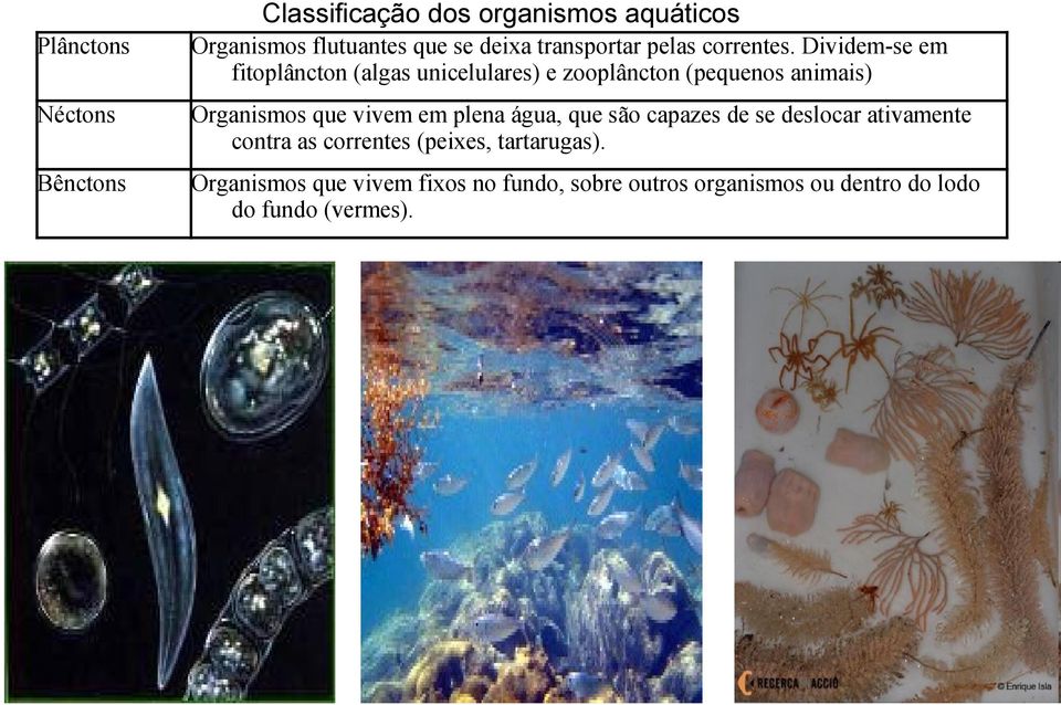 Dividem-se em fitoplâncton (algas unicelulares) e zooplâncton (pequenos animais) Néctons Organismos que