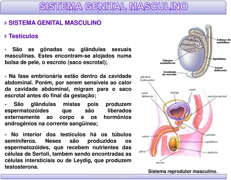 Porém, por serem sensíveis ao calor da cavidade abdominal, migram para o saco escrotal antes do final da gestação; - São glândulas mistas pois produzem espermatozóides que são liberados