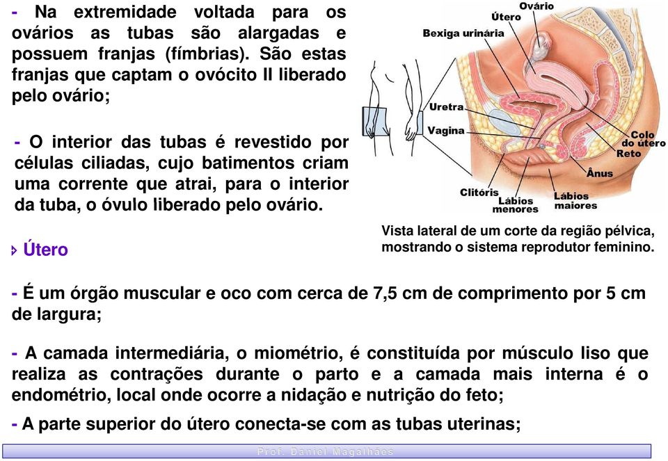 tuba, o óvulo liberado pelo ovário. Útero Vista lateral de um corte da região pélvica, mostrando o sistema reprodutor feminino.