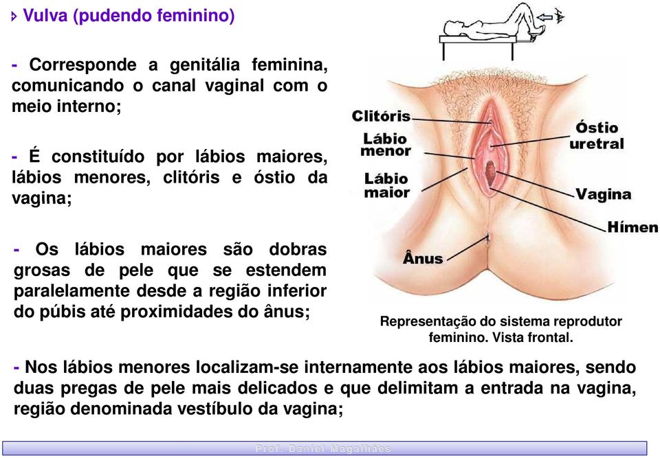 região inferior do púbis até proximidades do ânus; Representação do sistema reprodutor feminino. Vista frontal.