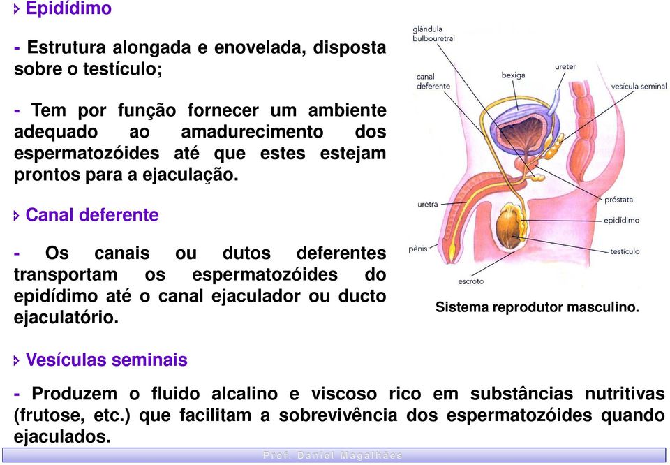 Canal deferente - Os canais ou dutos deferentes transportam os espermatozóides do epidídimo até o canal ejaculador ou ducto ejaculatório.