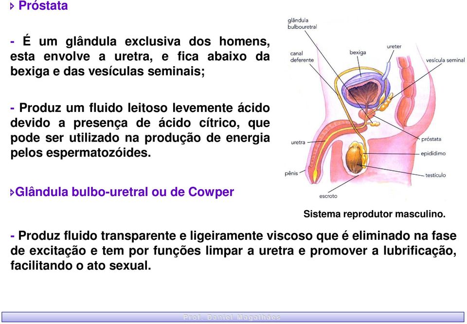 pelos espermatozóides. Glândula bulbo-uretral ou de Cowper Sistema reprodutor masculino.