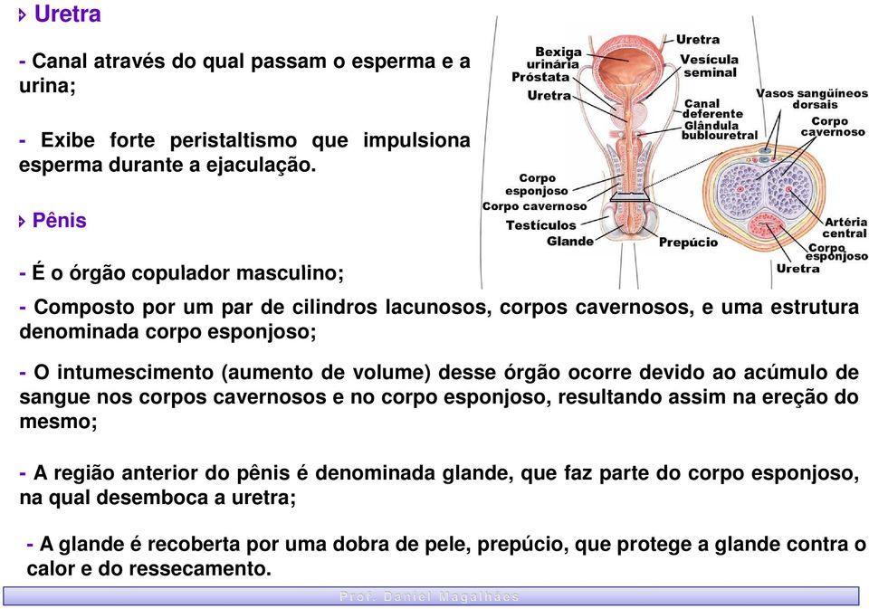 (aumento de volume) desse órgão ocorre devido ao acúmulo de sangue nos corpos cavernosos e no corpo esponjoso, resultando assim na ereção do mesmo; - A região anterior