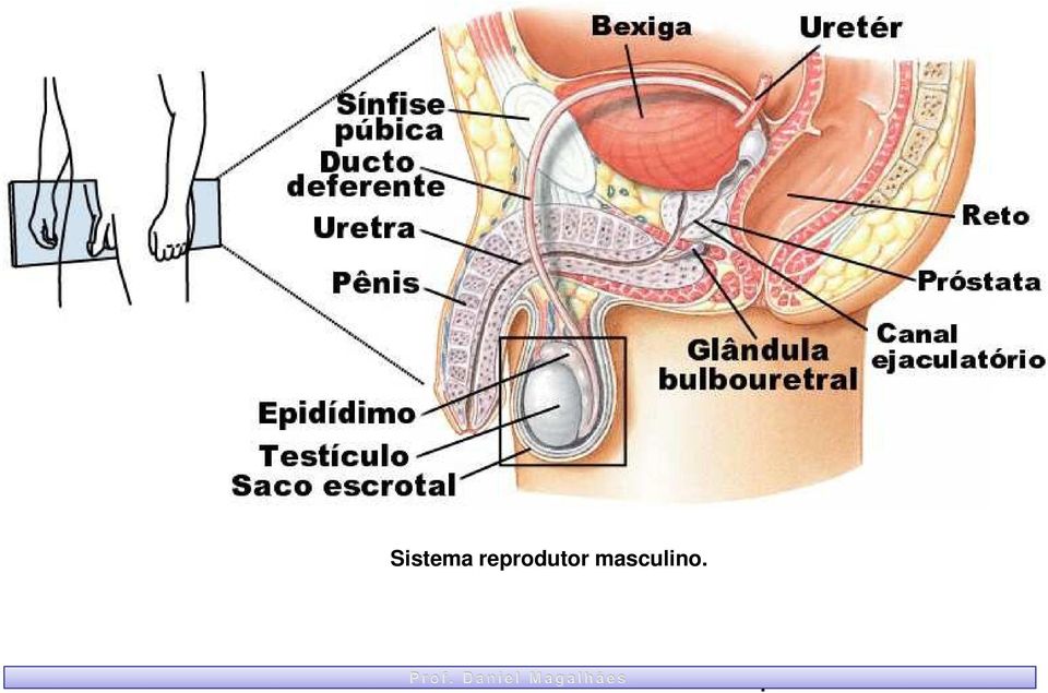 Testículo humano.