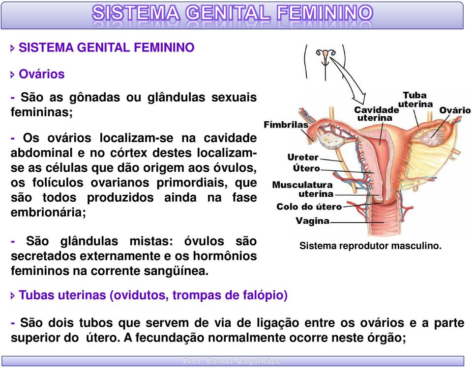 glândulas mistas: óvulos são secretados externamente e os hormônios femininos na corrente sangüínea. Sistema reprodutor masculino.